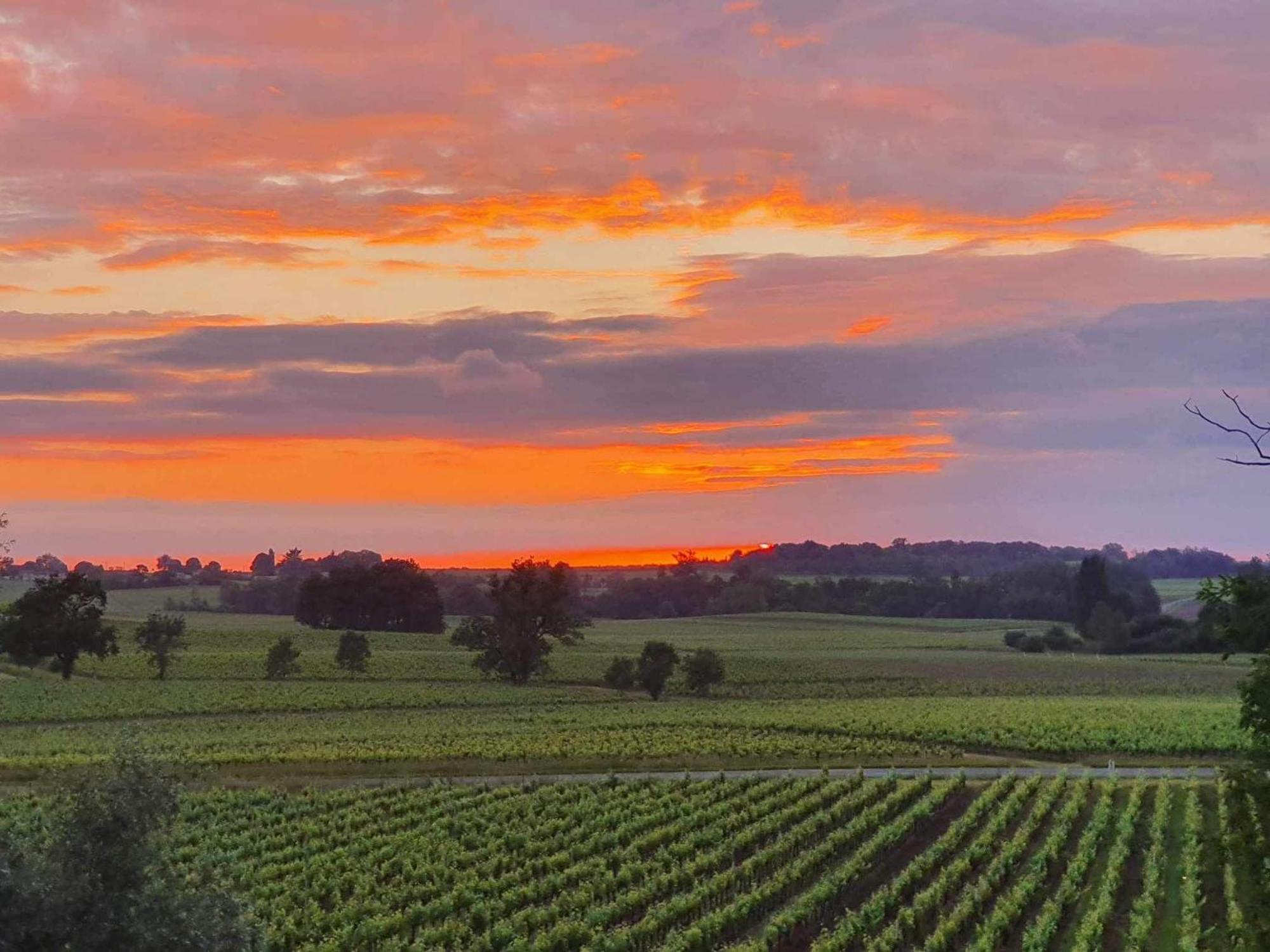Chateau Fleur De Roques - Puisseguin Saint Emilion Exterior foto